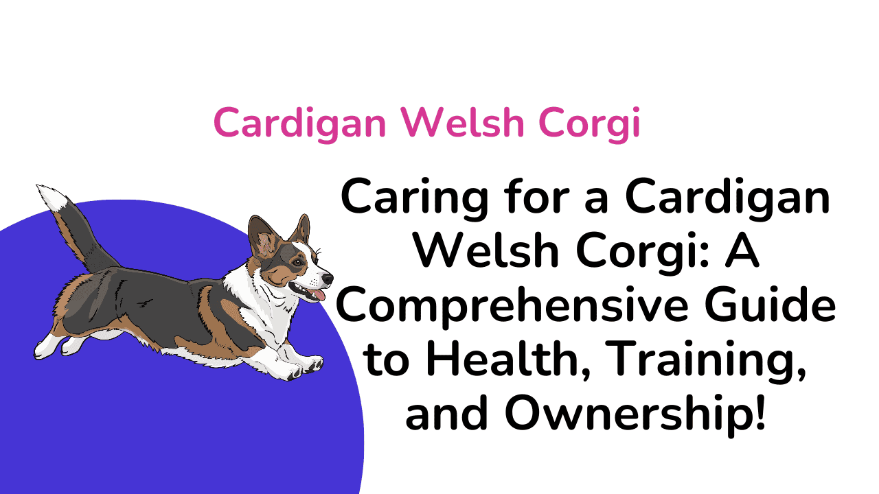Cardigan Welsh Corgi