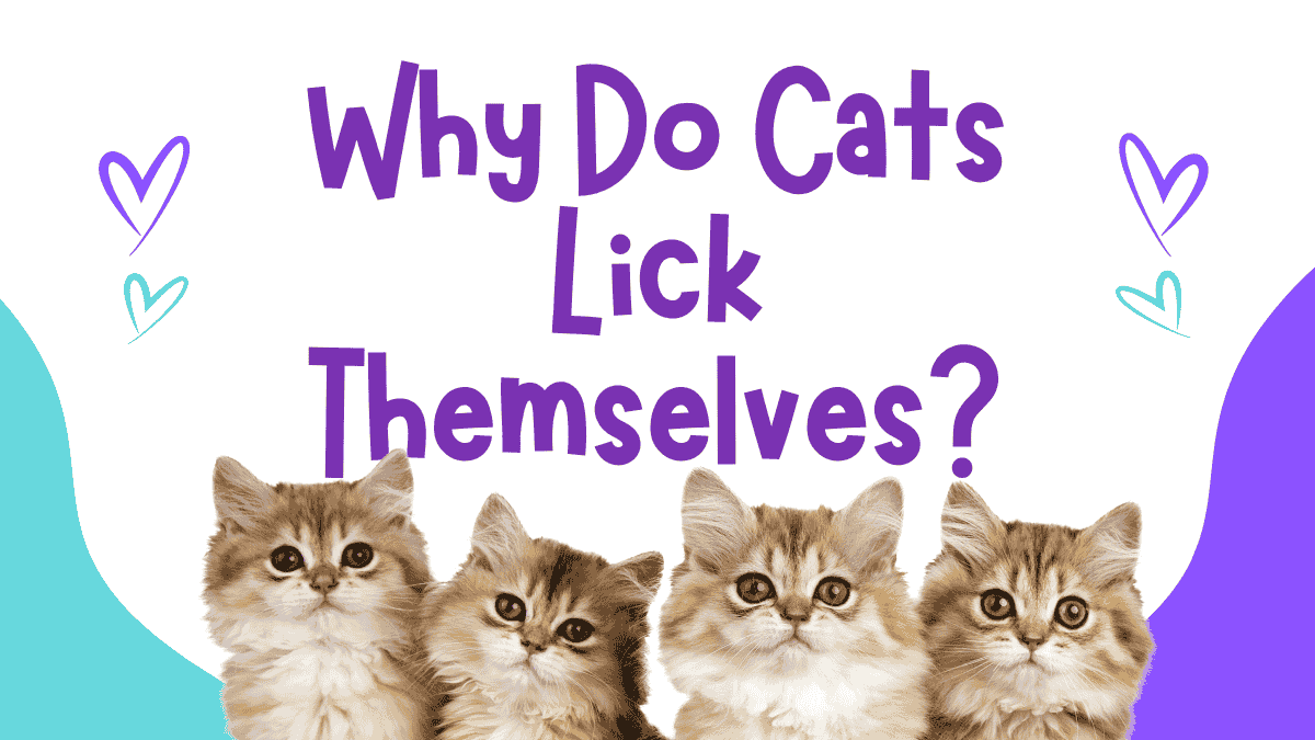 Cats Lick Themselves