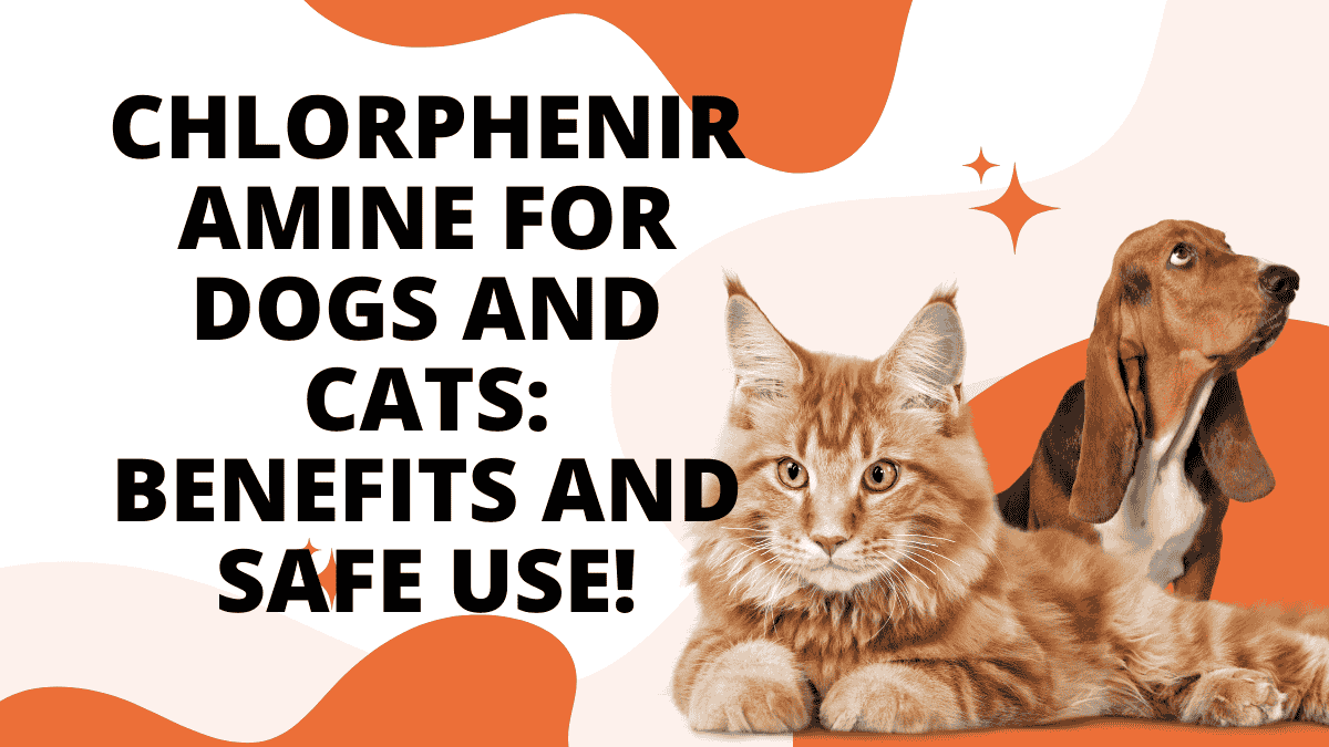 Chlorpheniramine for Dogs and Cats