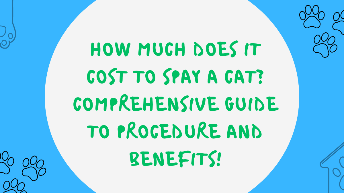 Cost to Spay a Cat