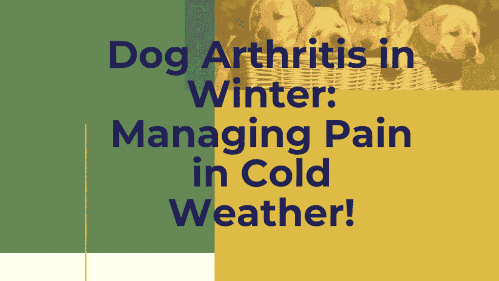 Dog Arthritis in Winter