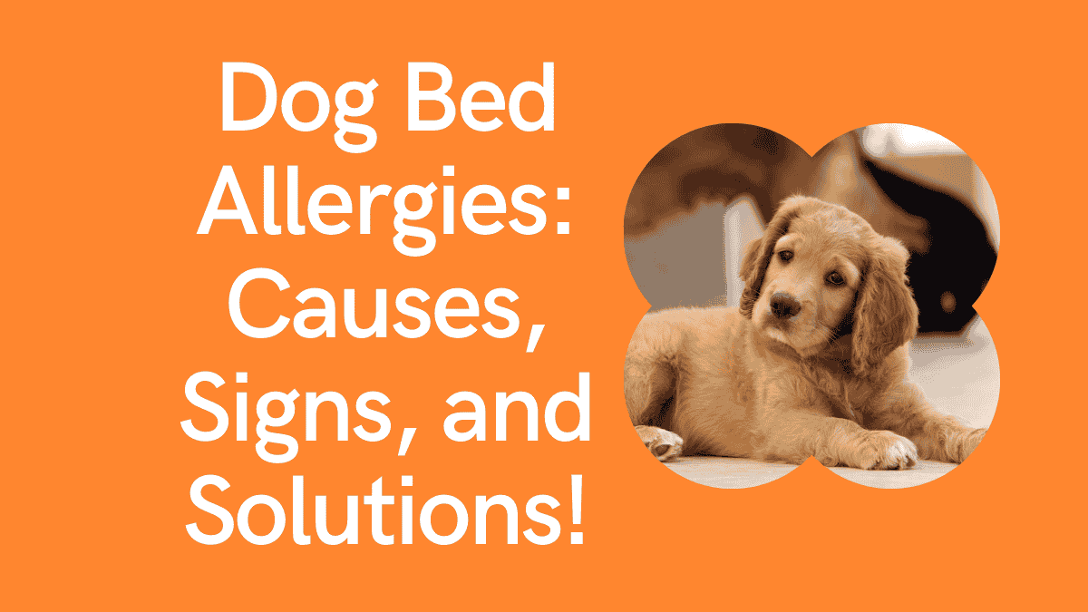 Dog Bed Allergies