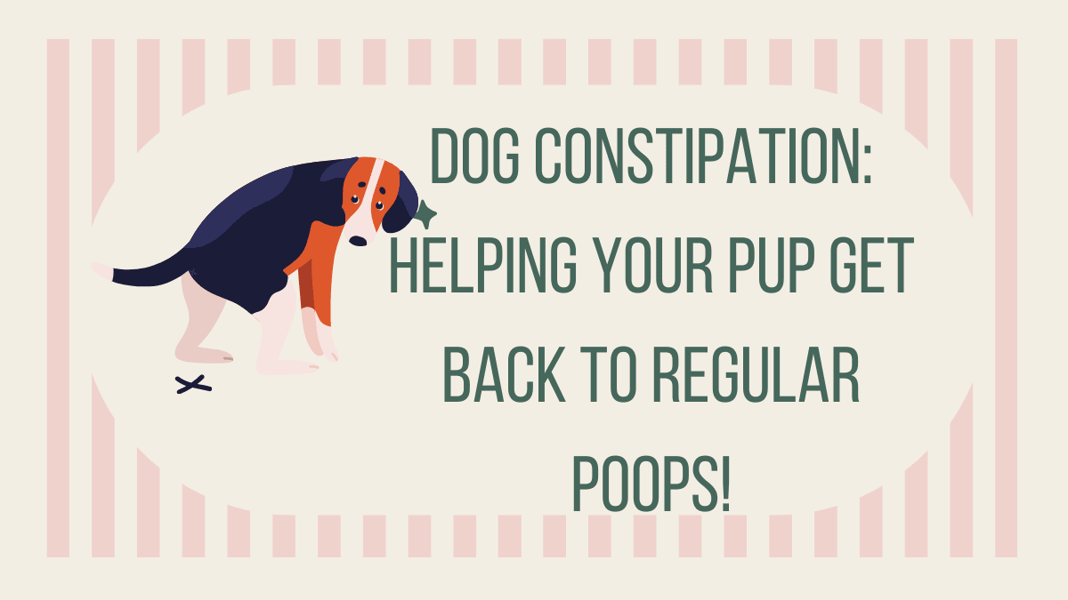 Dog Constipation