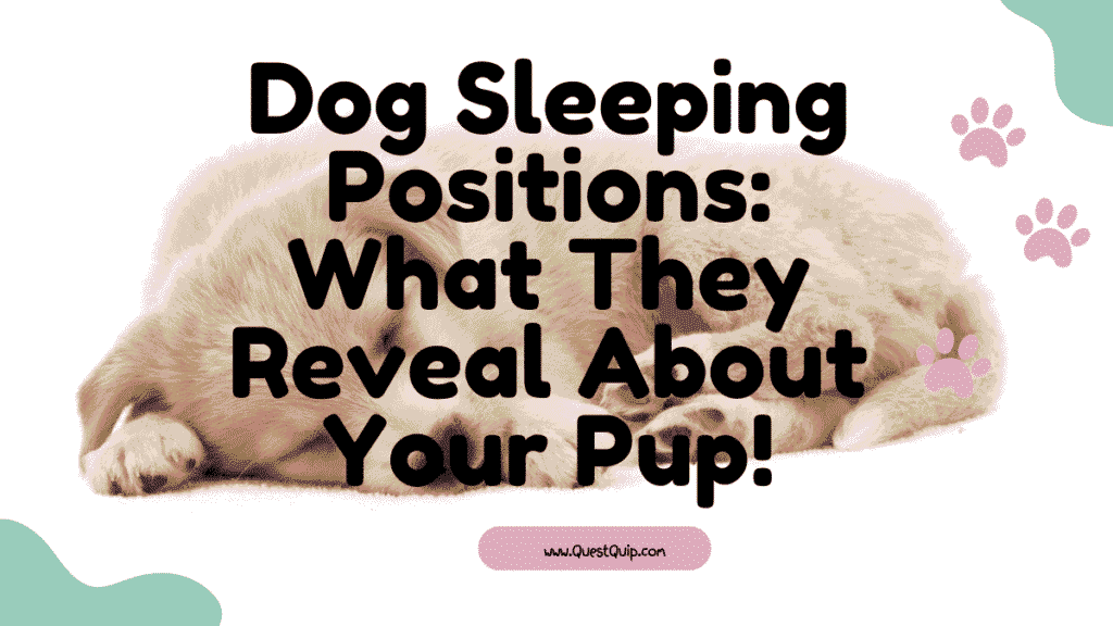 Dog Sleeping Positions