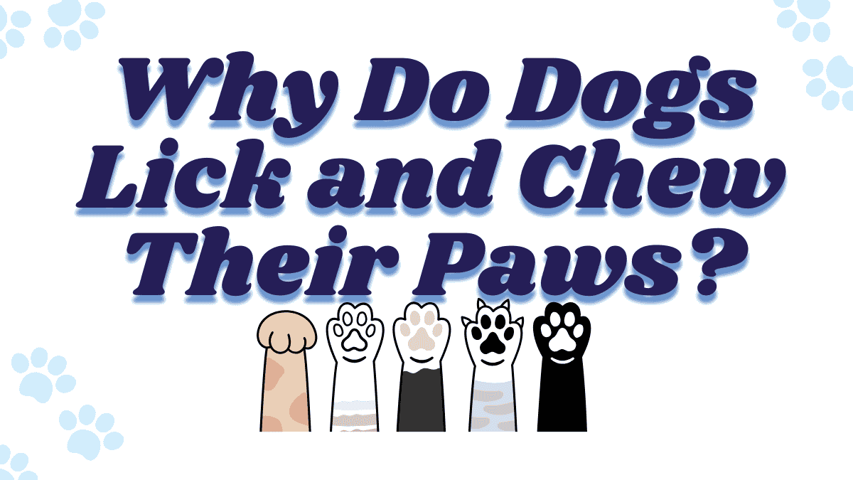 Dogs Lick and Chew Their Paws