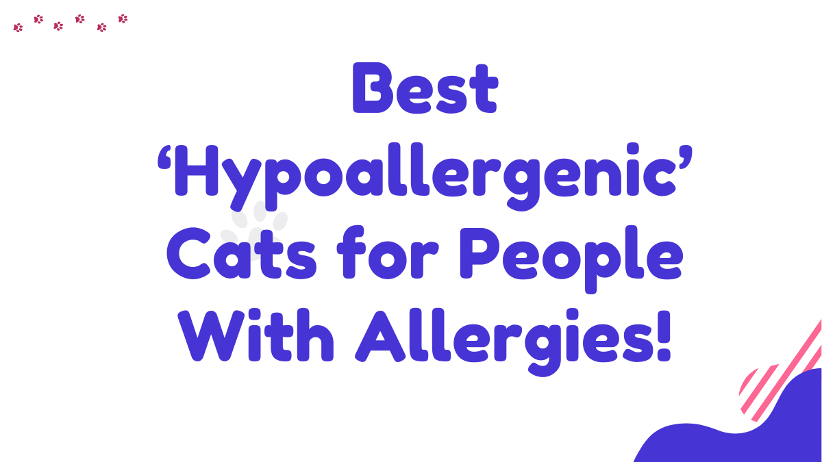 Hypoallergenic cats
