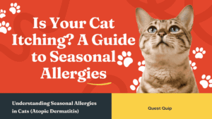 Is Your Cat Itching