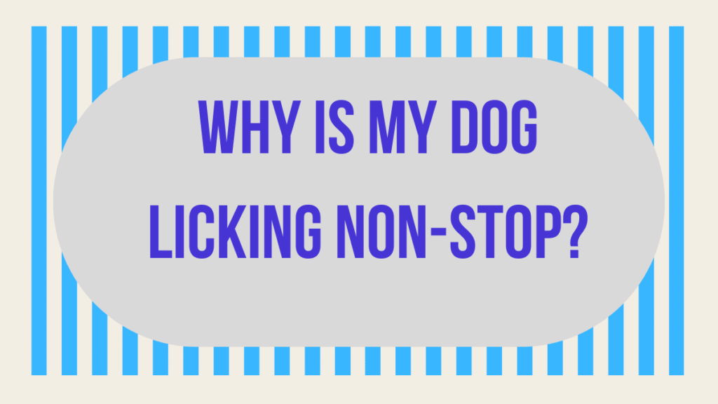Why Is My Dog Licking Non-Stop