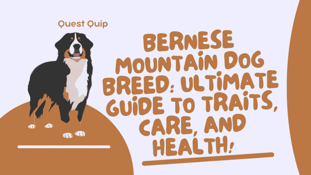 Bernese Mountain Dog Breed Overview 1 Bernese Mountain Dog
