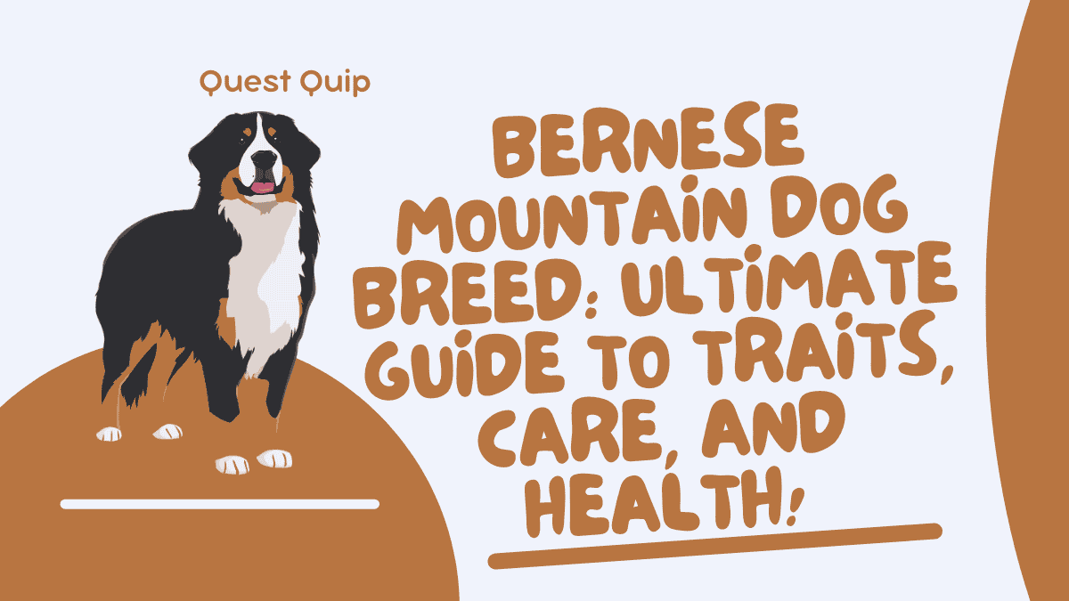 Bernese Mountain Dog