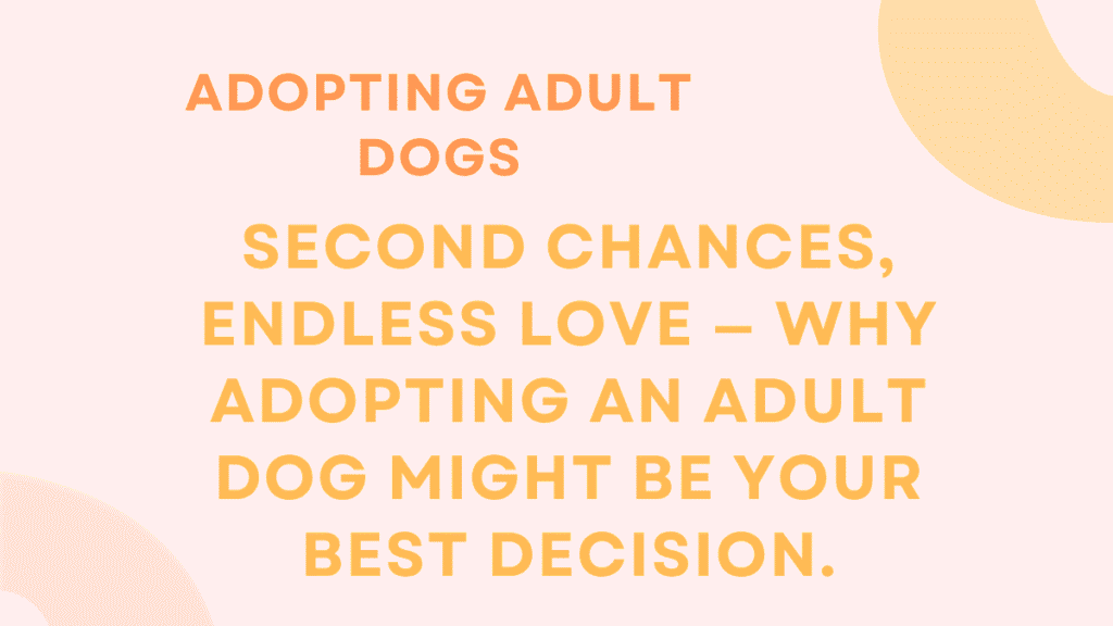 Adopting Adult Dogs