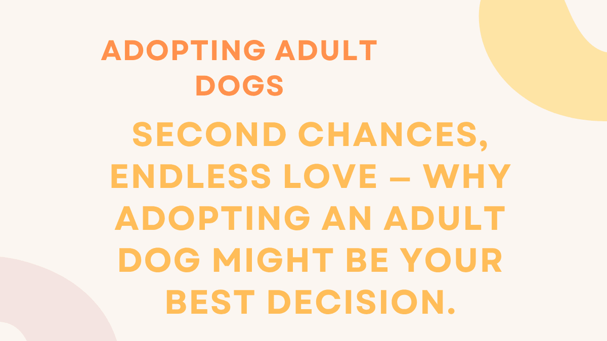 Adopting Adult Dogs: Complete Guide to What Expect, Challenges, and Success 1 Adopting Adult Dogs