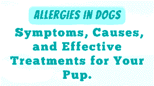 Allergies in Dogs