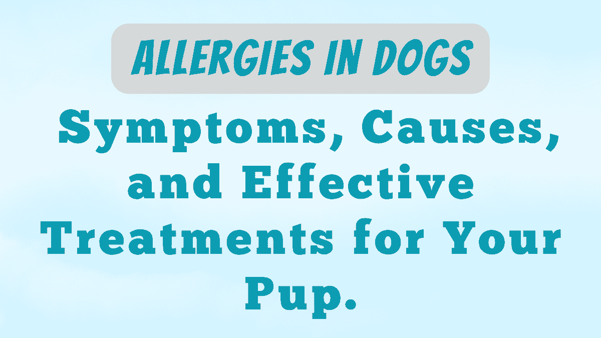 Allergies in Dogs