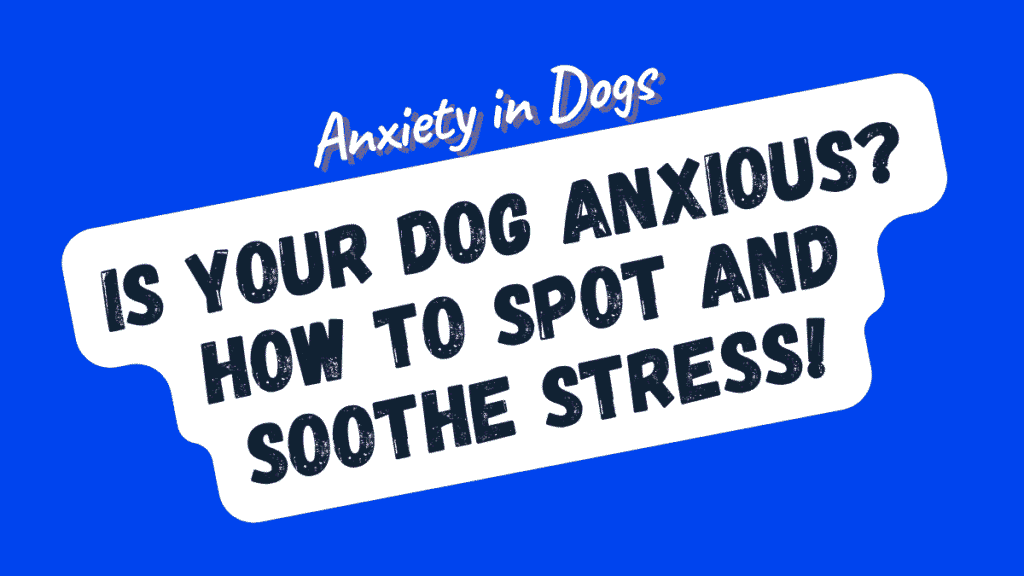 Anxiety in Dogs