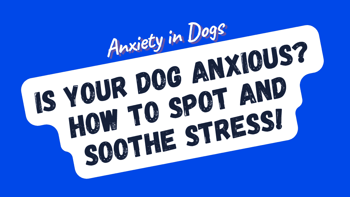 Anxiety in Dogs
