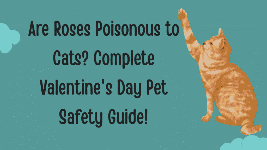 Are Roses Poisonous to Cats