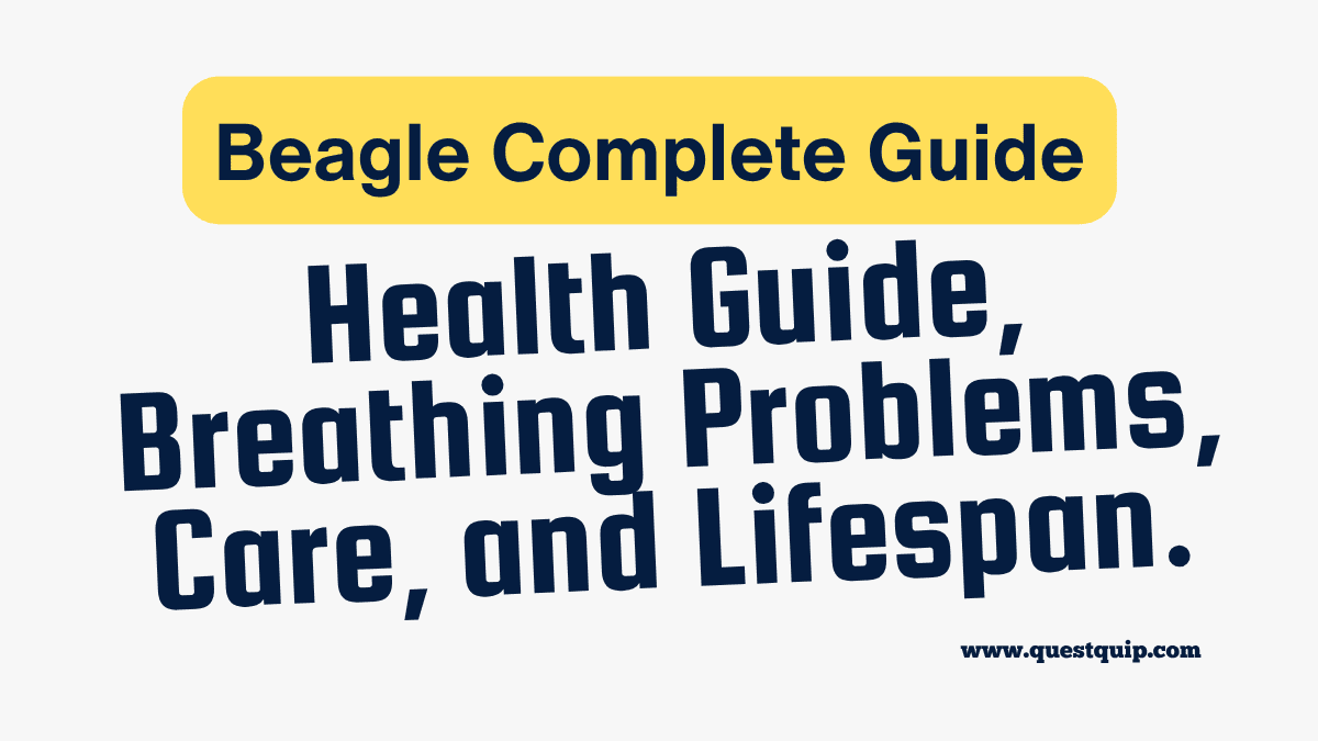 Beagle Complete Guide