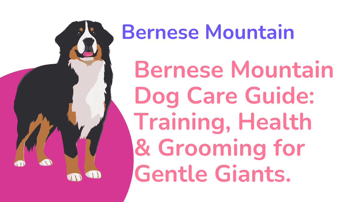 Bernese Mountain