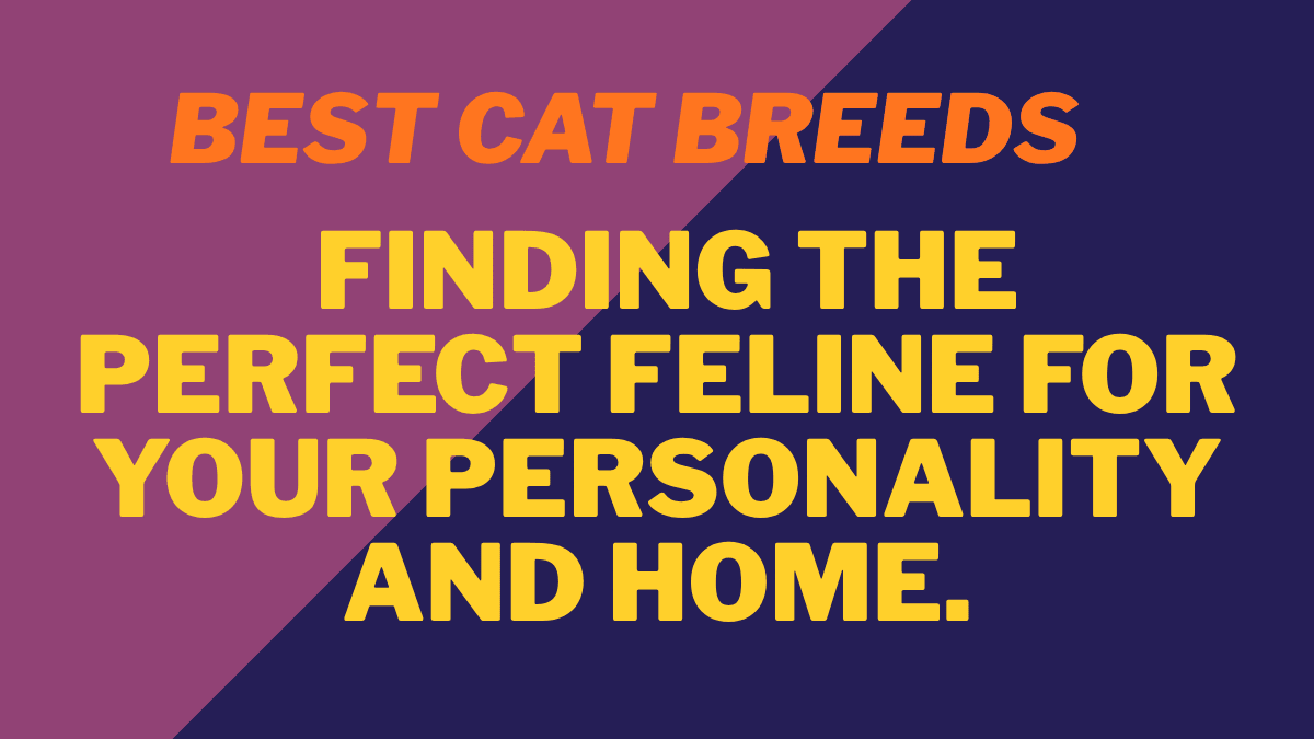 Best Cat Breeds for Families With Children: Temperament, Safety, and Reality Check 1 Best Cat Breeds
