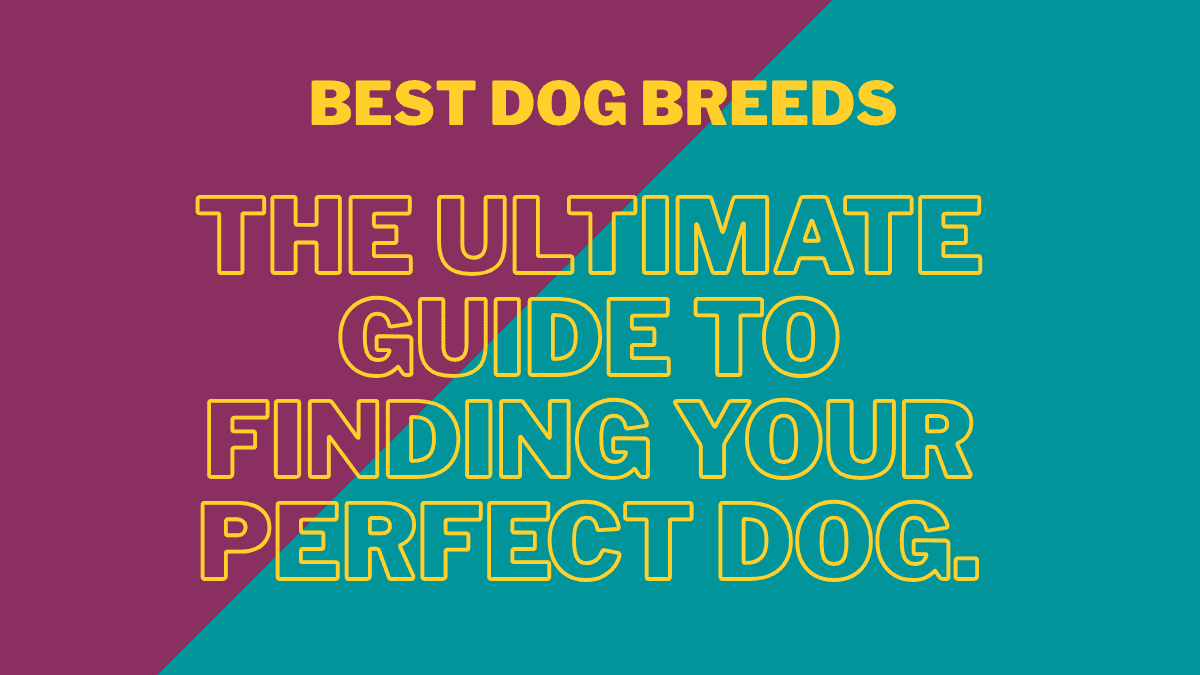 Best Dog Breeds