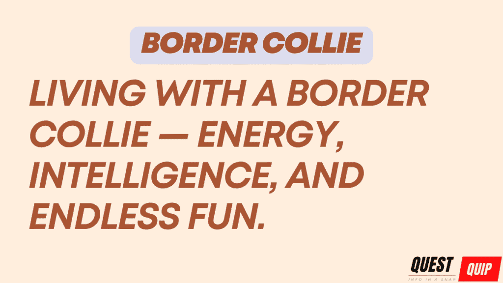 Border Collie