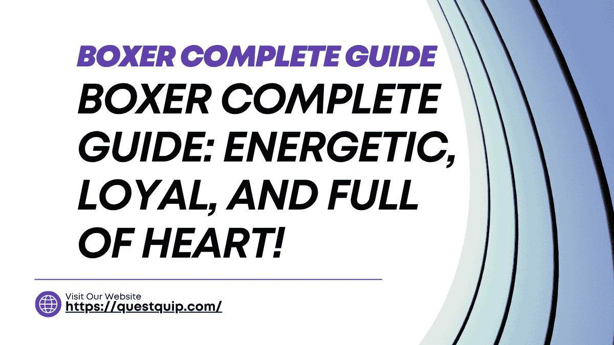 Boxer Complete Guide
