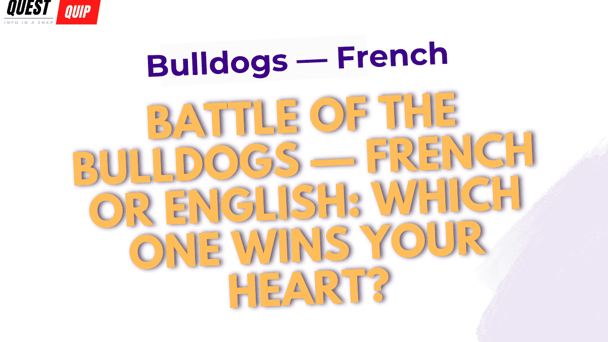 Bulldogs — French