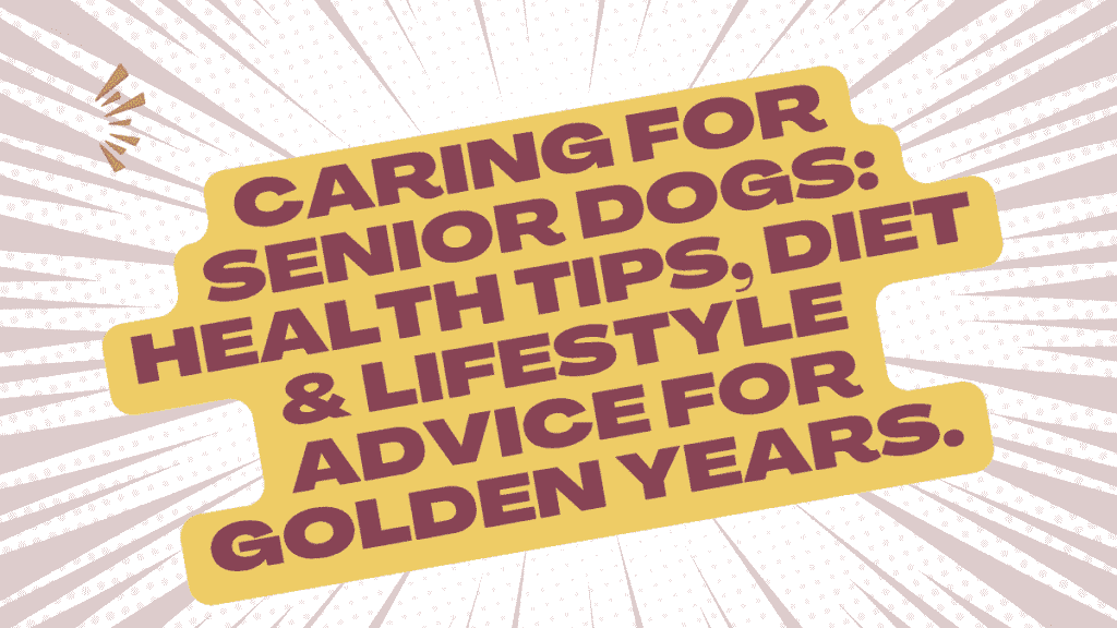 Senior Dog Care: When Is Your Dog Officially 'Old'? Complete Aging Guide 1 Senior Dog