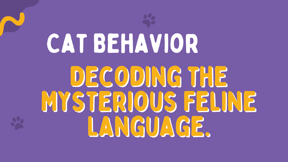 Understanding Cat Behavior & Communication - Decoding the Mysterious Feline Language 1 Cat Behavior