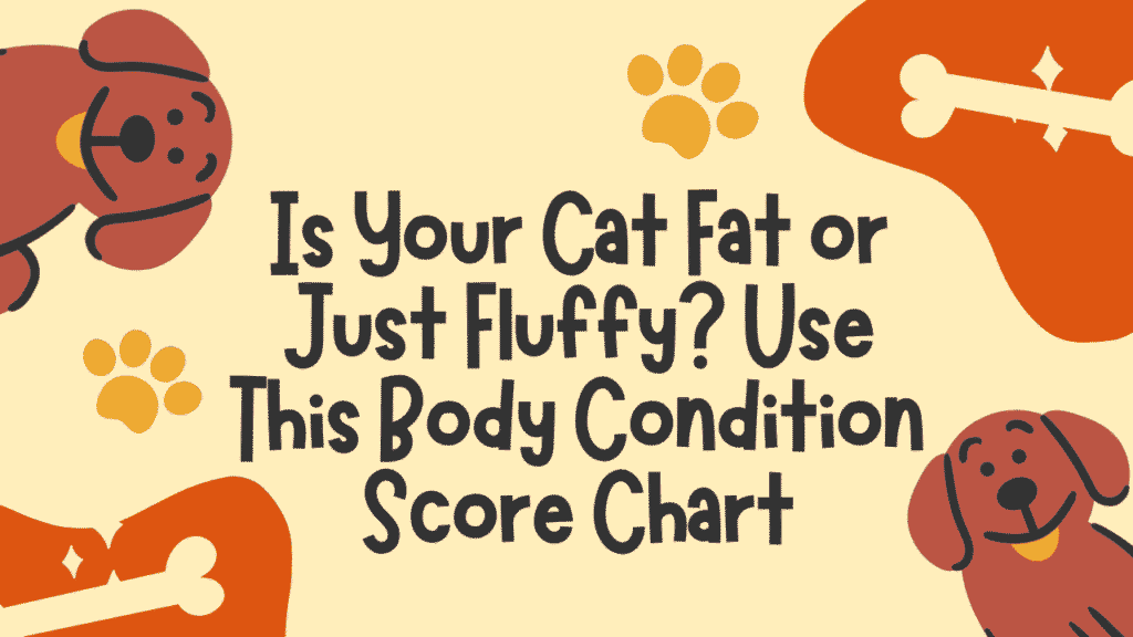 Cat Fat