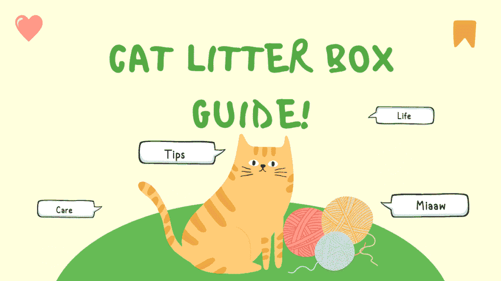 Cat Litter Box Guide!