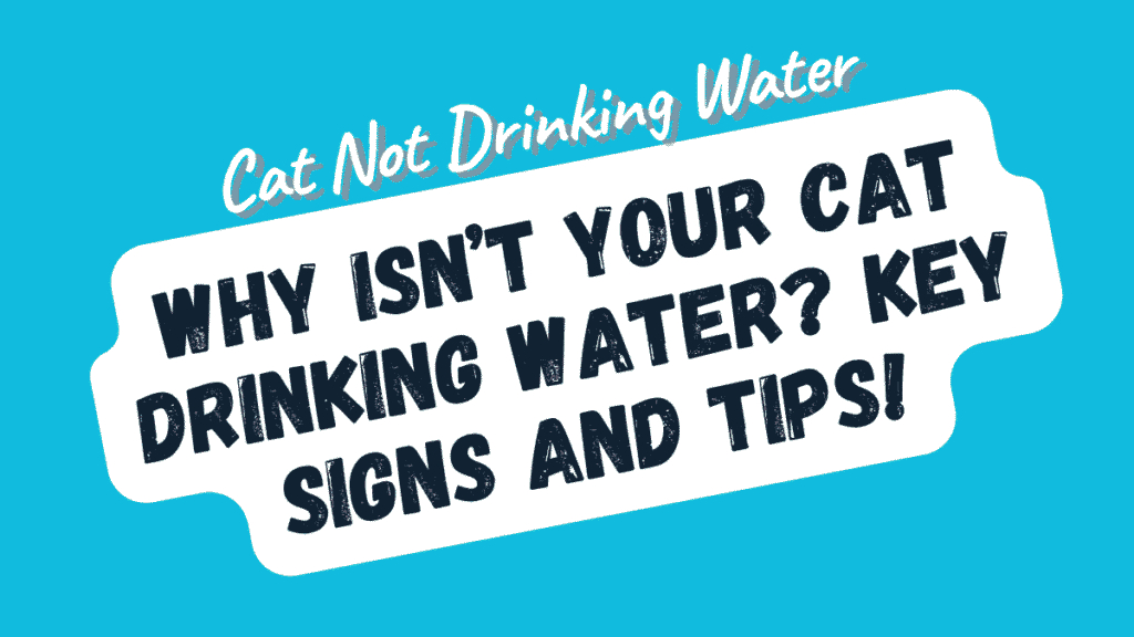 Cat Not Drinking Water