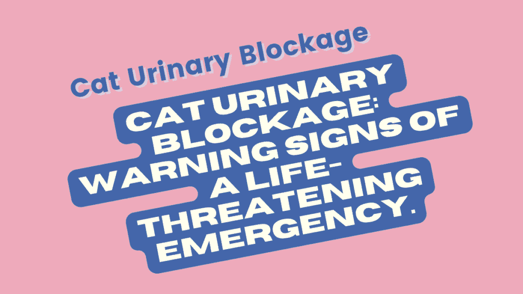 Cat Urinary Blockage