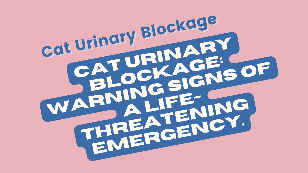 Cat Urinary Blockage