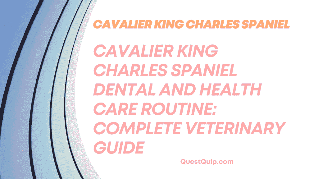 Cavalier King Charles Spaniel
