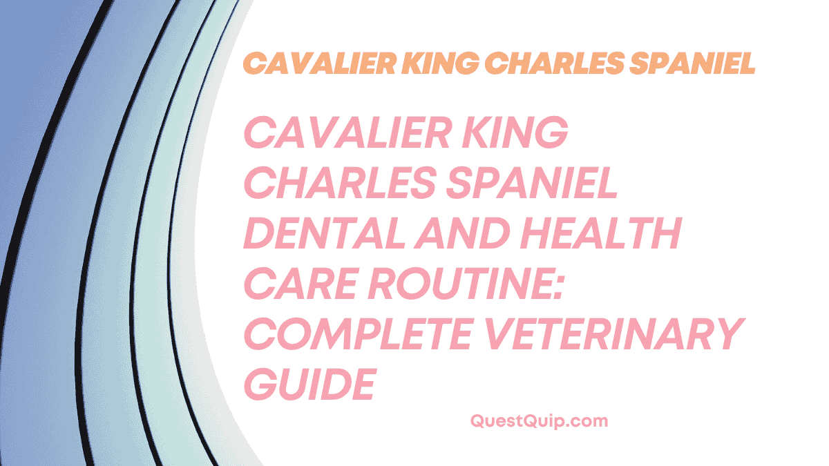 Cavalier King Charles Spaniel