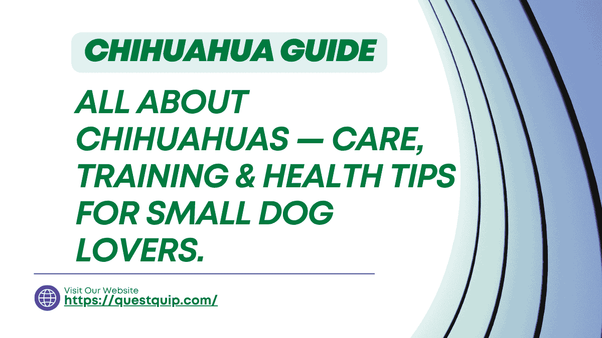 Chihuahua Guide