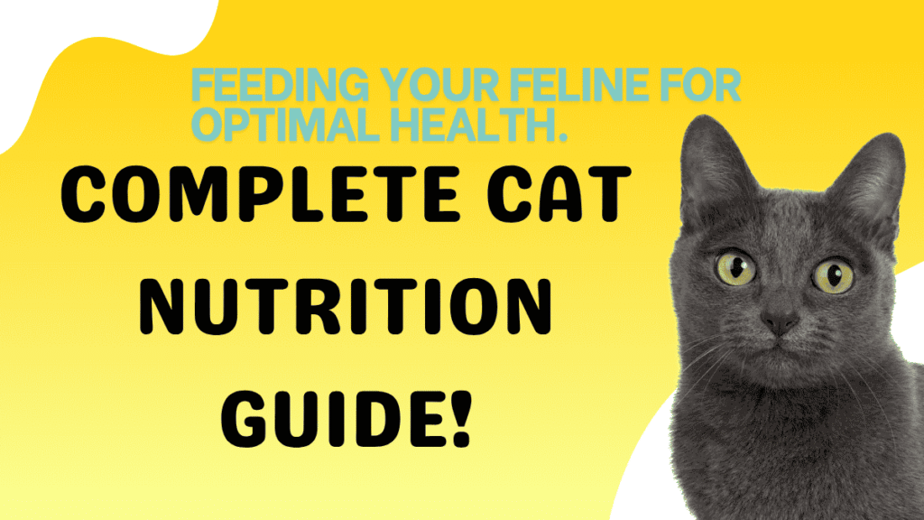 Complete Cat Nutrition Guide
