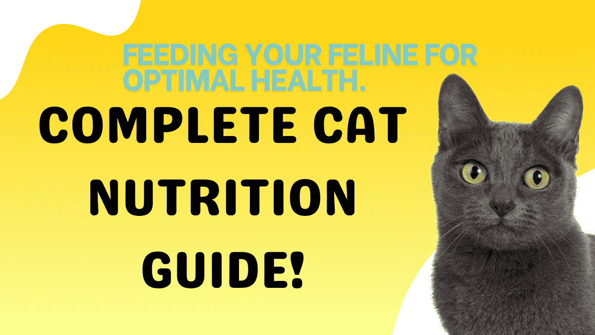 The Complete Cat Nutrition Guide: Feeding Your Feline for Optimal Health 1 Complete Cat Nutrition Guide
