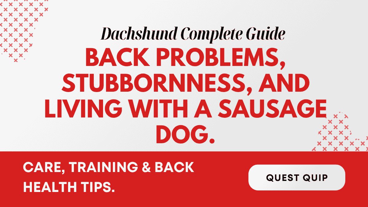 Dachshund Complete Guide