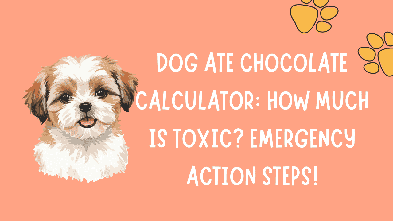 Dog Ate Chocolate Calculator