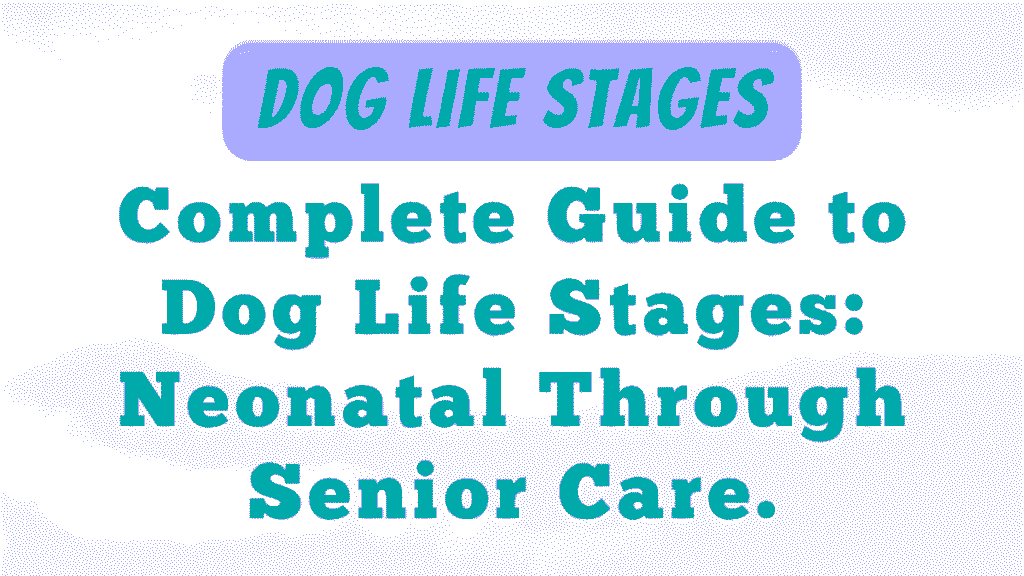 Dog Life Stages