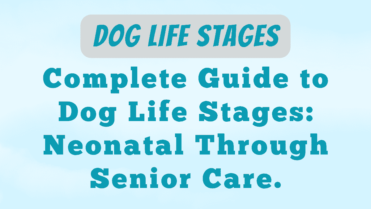 Dog Life Stages