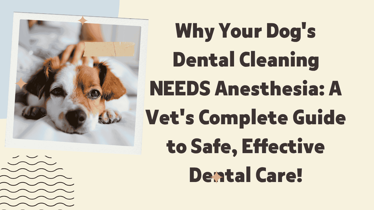 Dog's Dental Cleaning