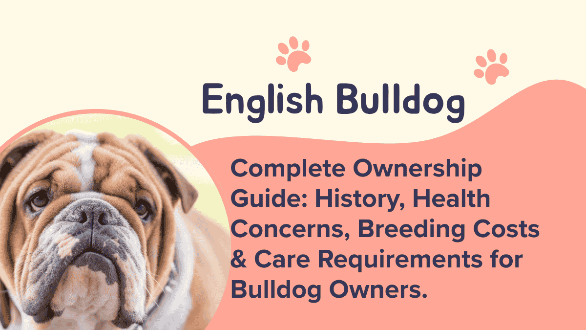 English Bulldog