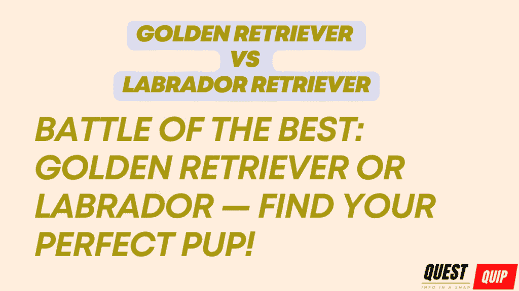 Golden Retriever vs Labrador