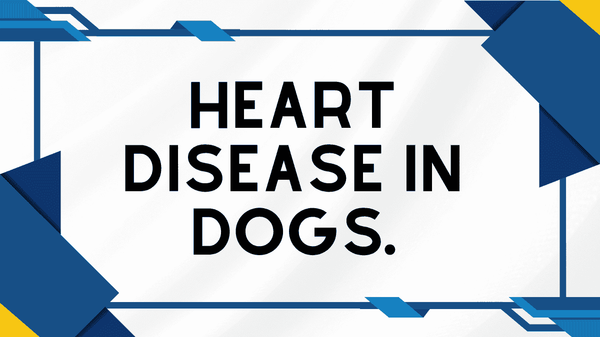 Heart Disease in Dogs: Complete Guide to Symptoms, Treatment, and Care 1 Heart Disease in Dogs