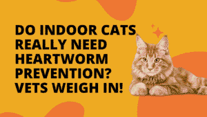 Heartworm Prevention