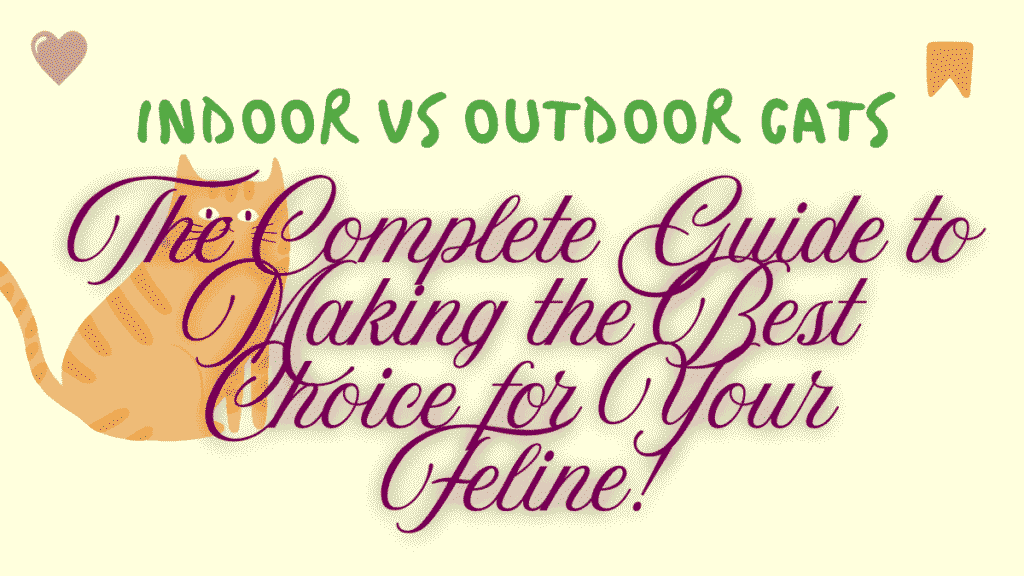Indoor vs Outdoor Cats